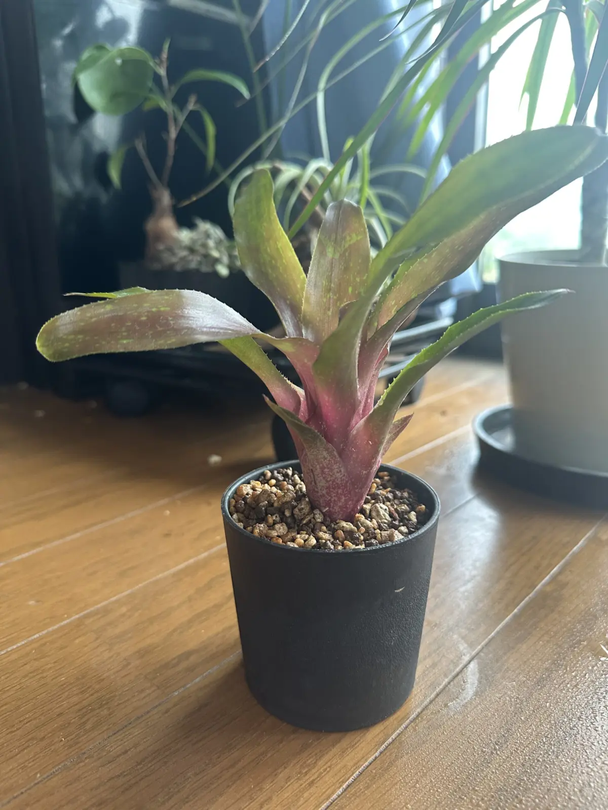 ネオレゲリア ベシート 赤