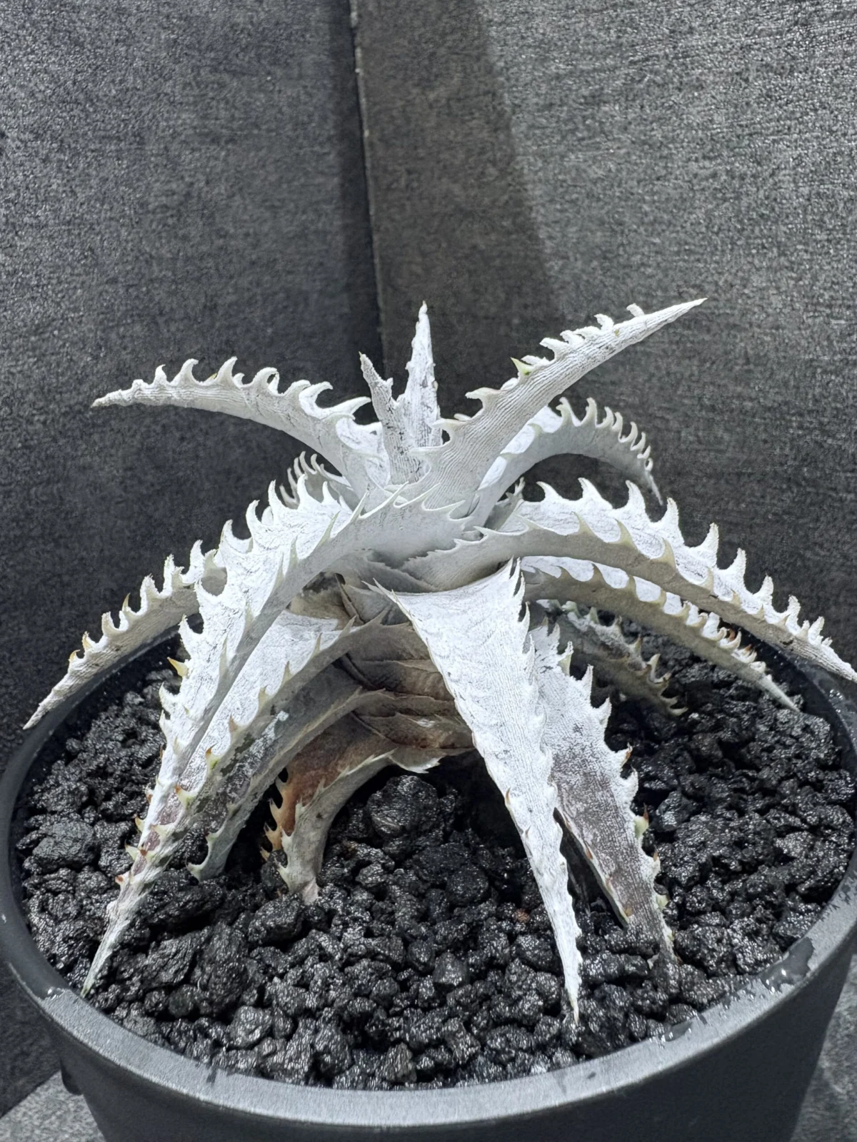 ディッキア　ビックディッパー