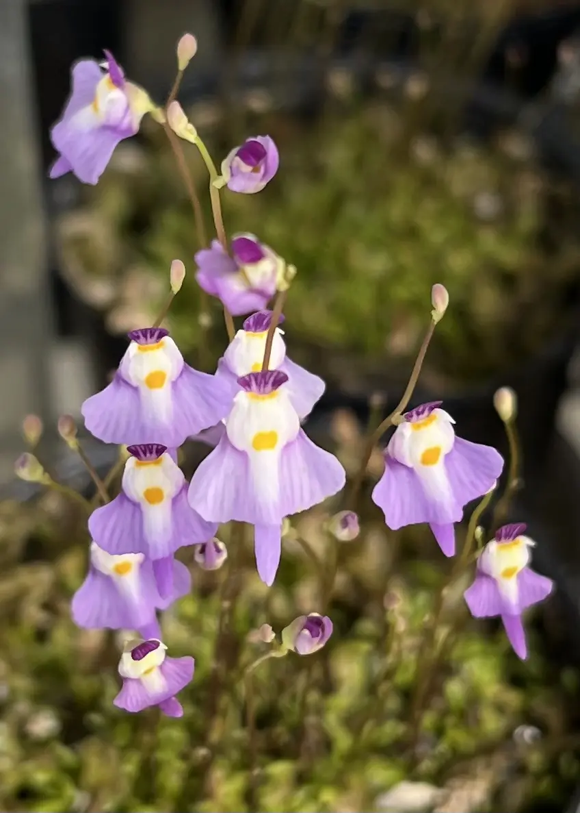 食虫植物　ウトリクラリア　ワーブルギー　クリオネミミカキグサ　花