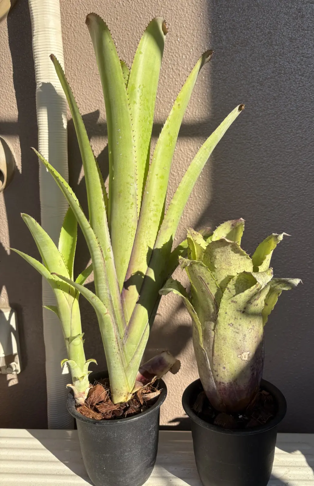 札落ち タンクブロメリア