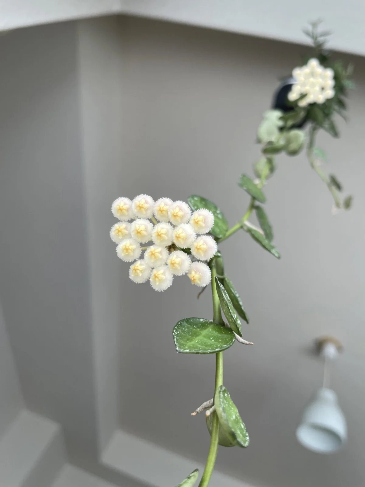 ホヤ　クローニアナシルバー　花