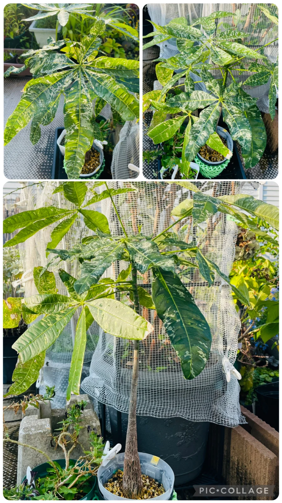 パキラ 斑入り 実生 直射管理