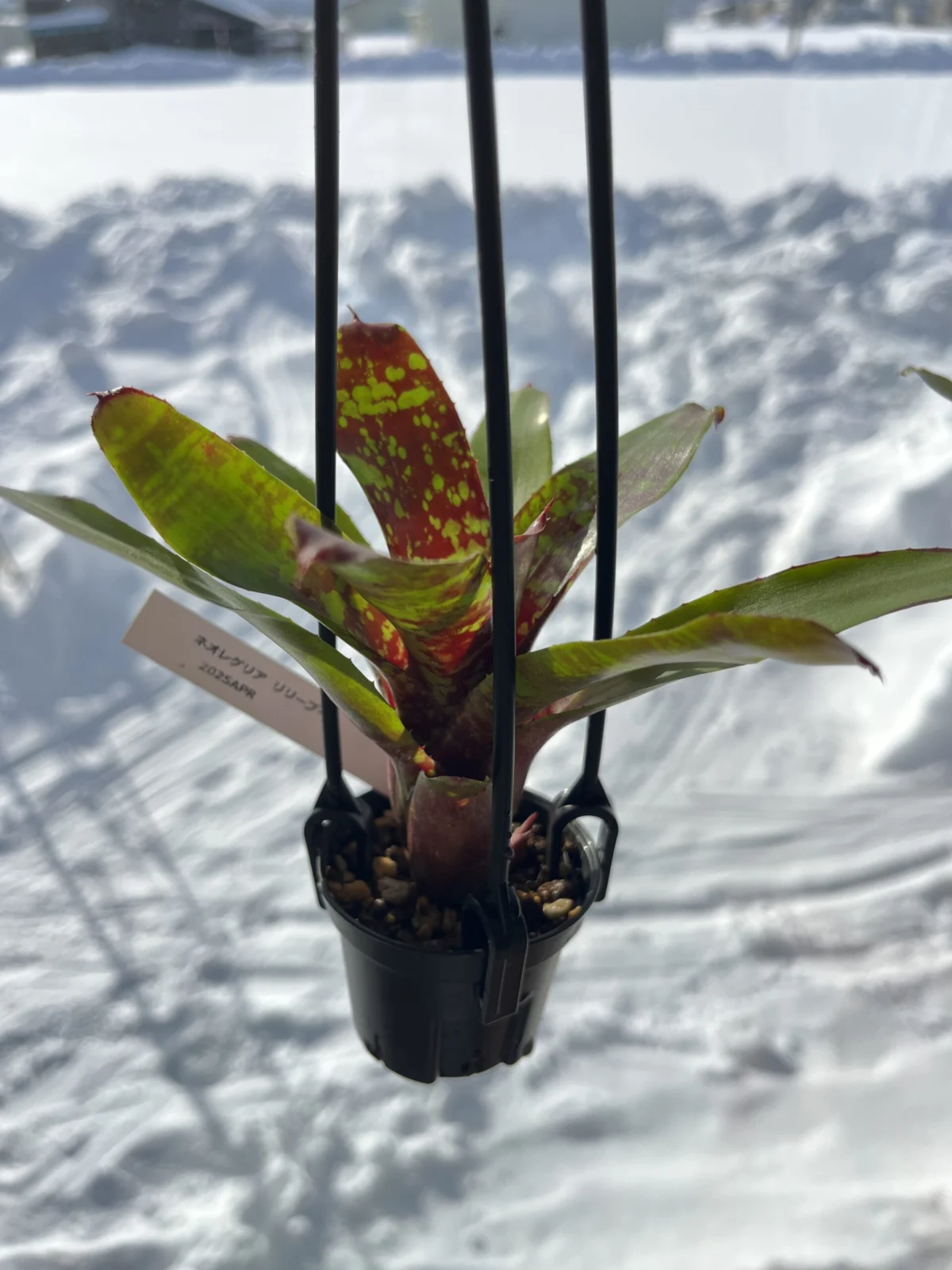 ネオレゲリア　リリープー