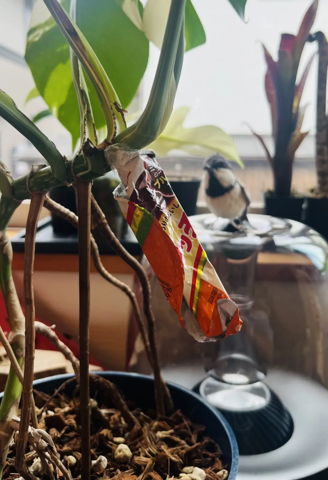 モンステラ　ホワイトタイガー