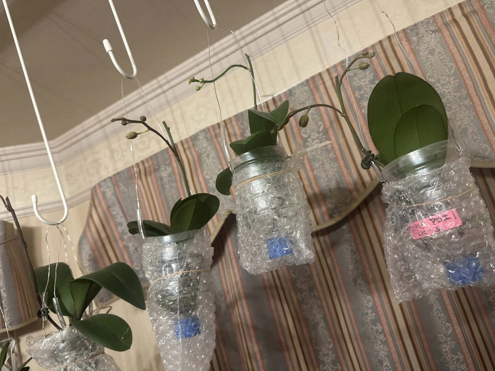 胡蝶蘭　ミニ胡蝶蘭　カララ　ペットボトル栽培　初花芽