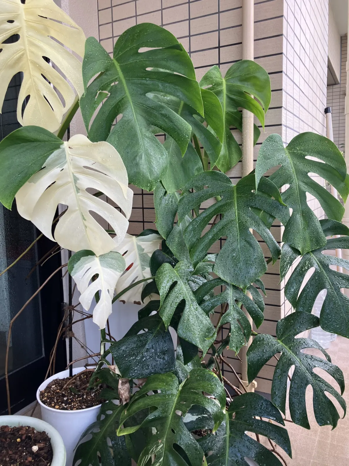 モンステラ　ボルシギアナ　ホワイトタイガー