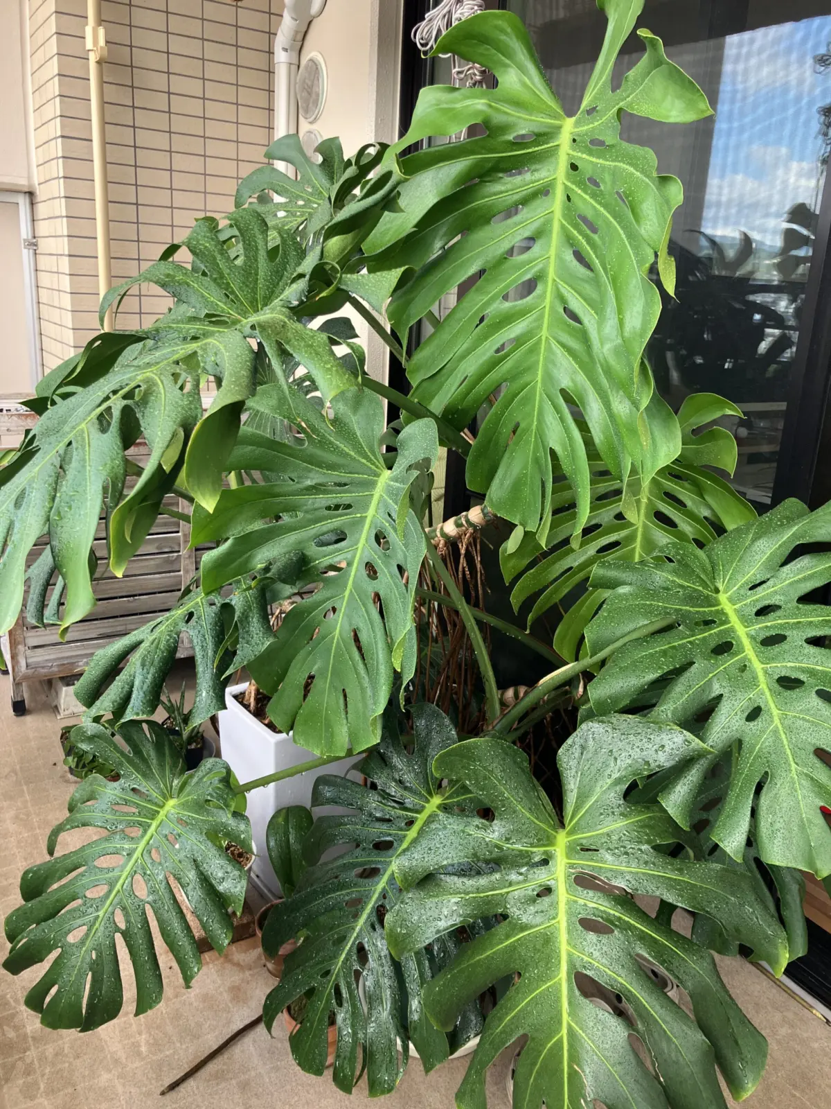 モンステラ デリシオーサ