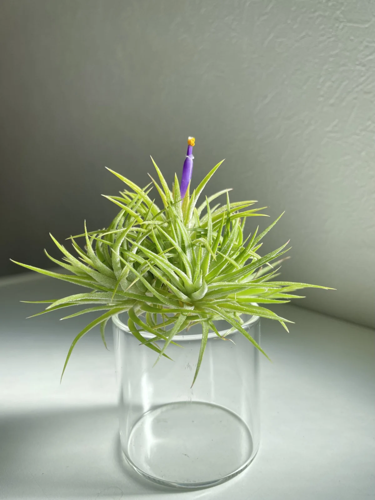 イオナンタ　メキシコ　クランプ