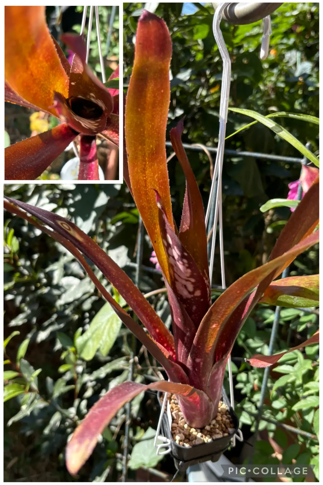 ビルベルギア ハレルヤ カエル