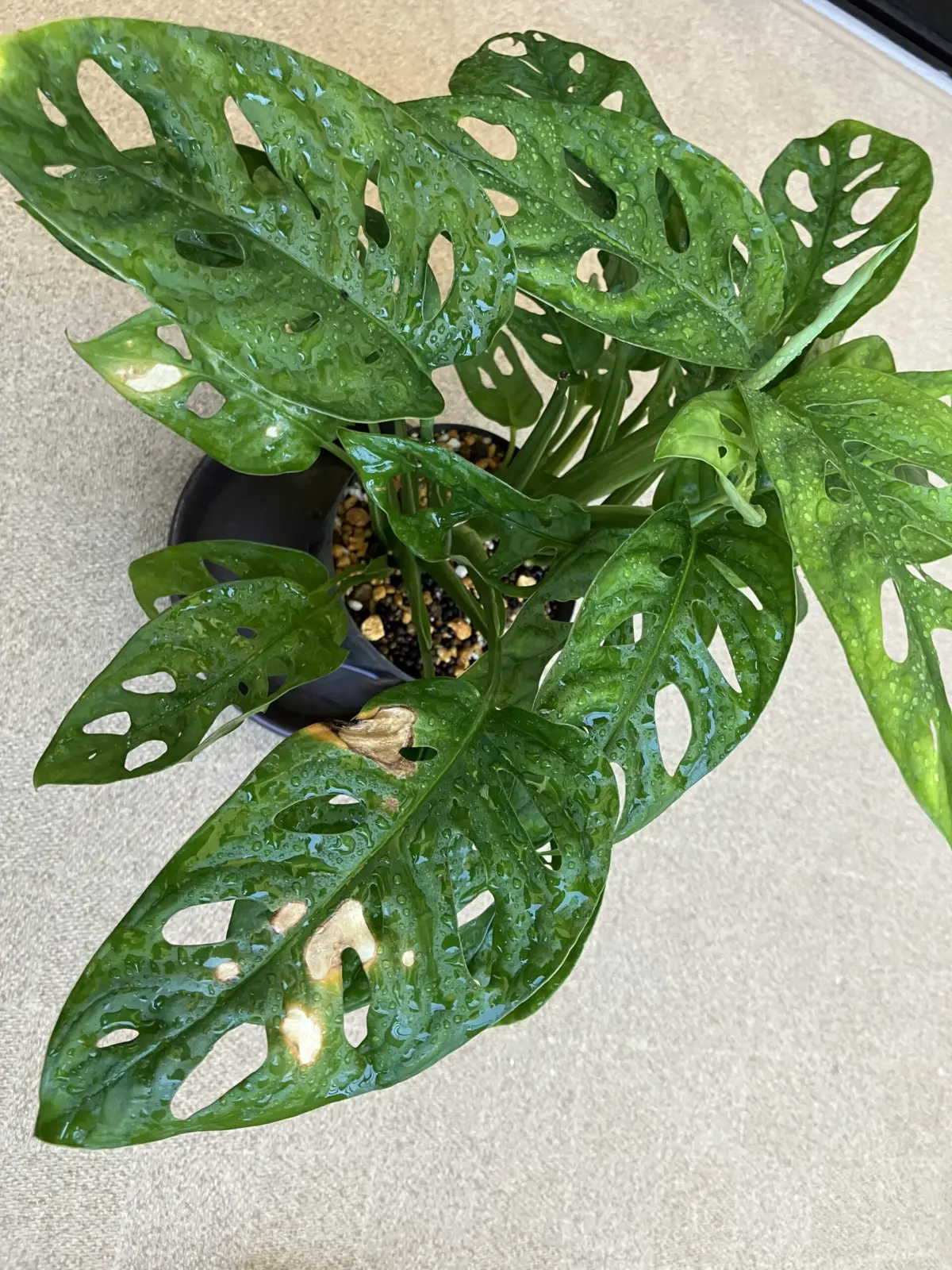 モンステラ　アダンソニー　マドカズラ