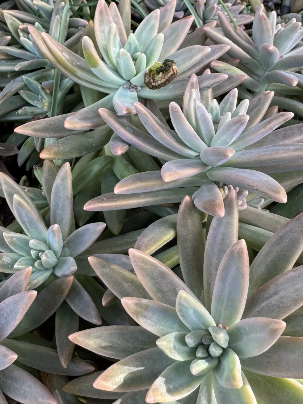 多肉植物　グラプトペタルム　秋麗（しゅうれい）虫　食害