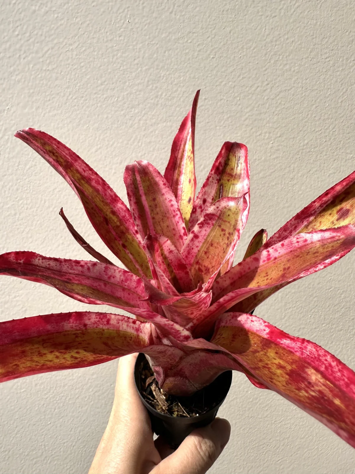 ネオレゲリア　アラエア