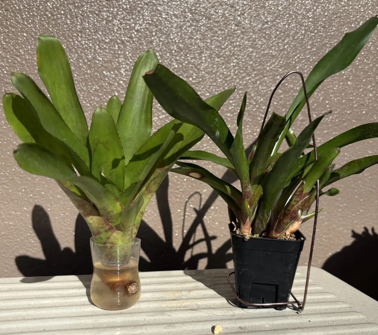 ネオレゲリア ウィニーザプー ネオレゲリア リリープー