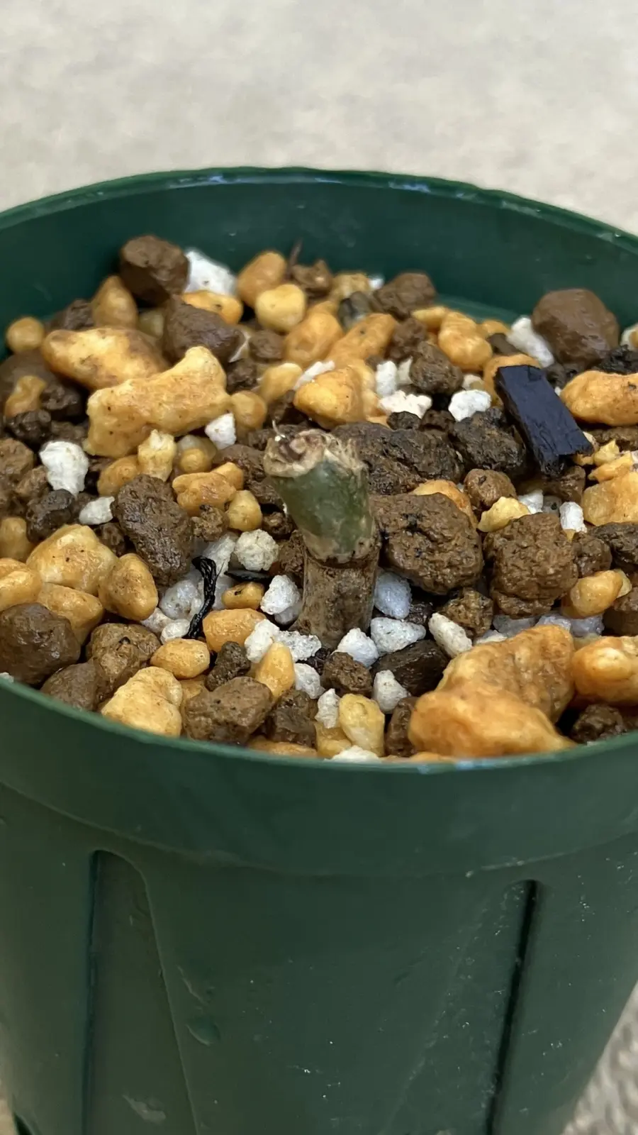 フィロドンデロン　フロリダゴースト