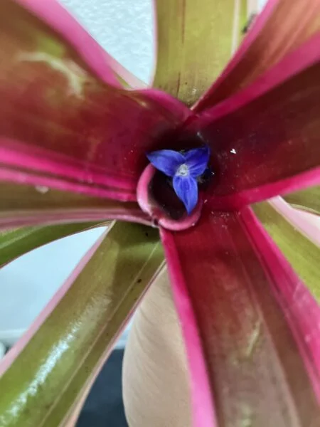 ネオレゲリア ファイヤーボール 花
