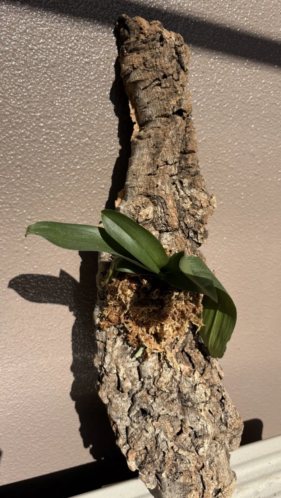 ミニ胡蝶蘭 札落ち