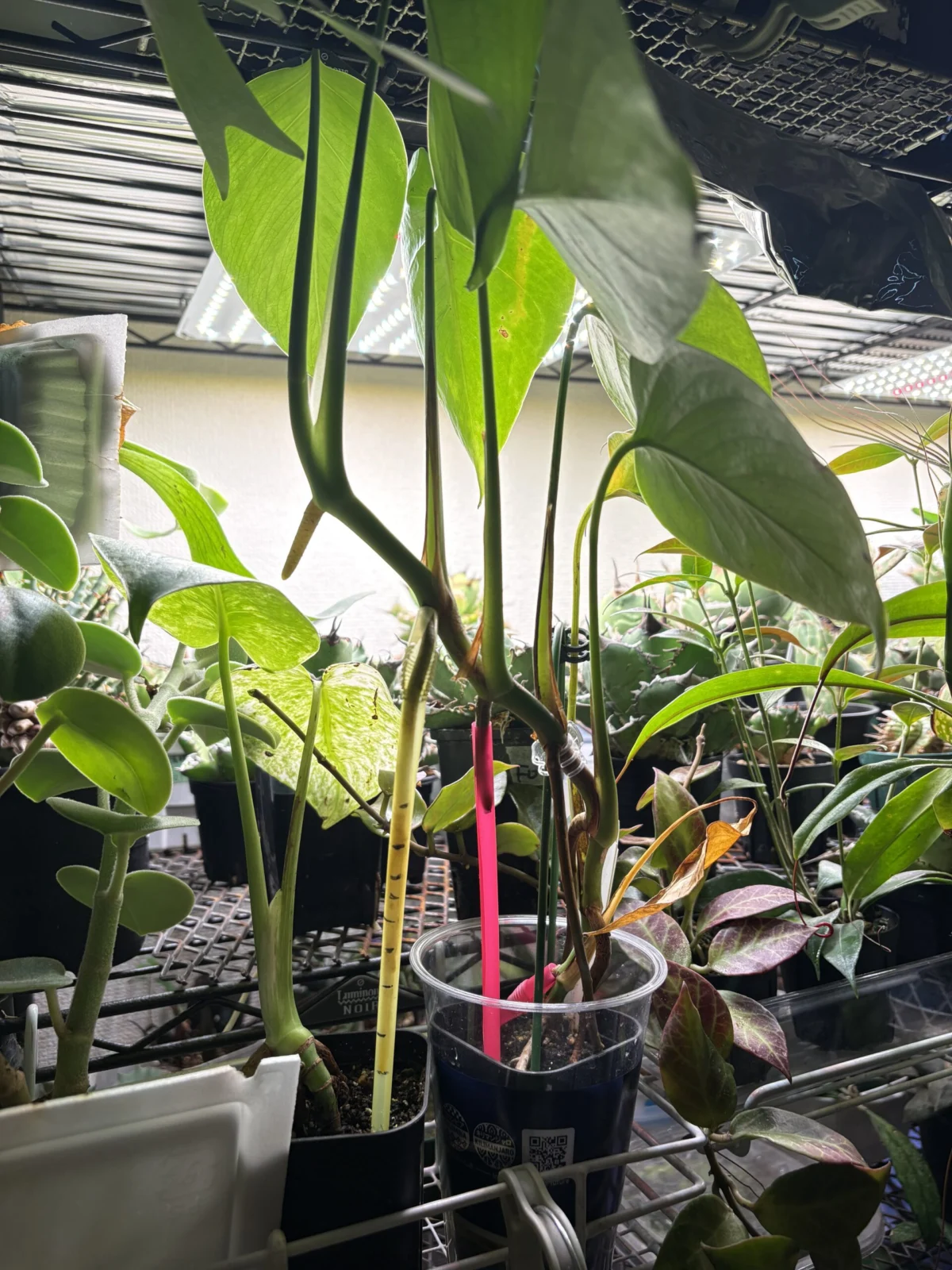 モンステラ　パルテノン　