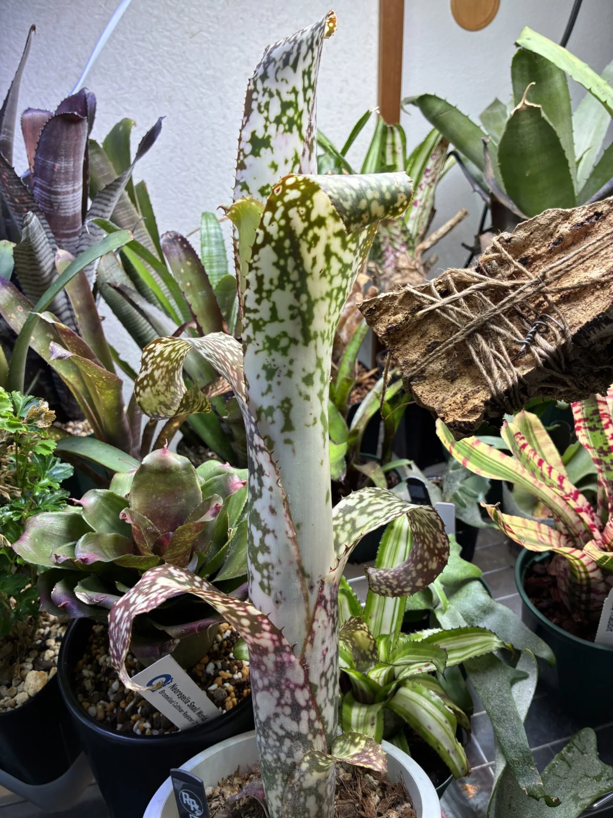 ビルベルギア　グラスホッパー