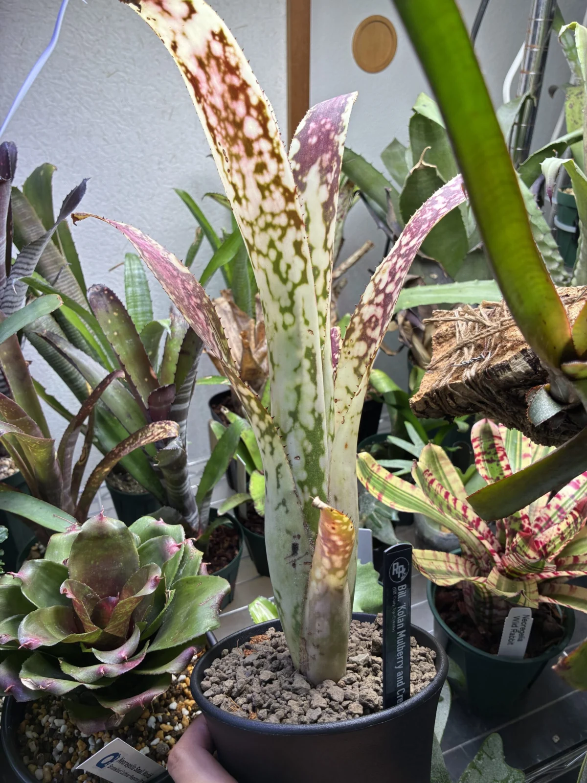 ビルベルギア　コーランマルベリーアンドクリーム