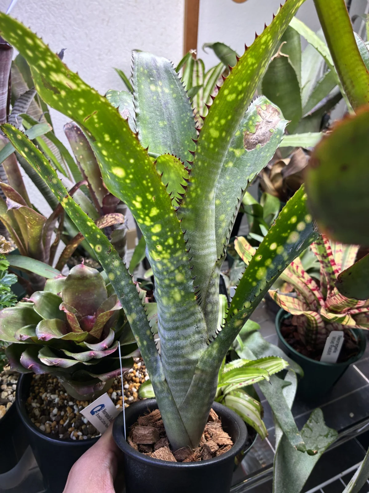 ビルベルギア コーランスノーフレーク