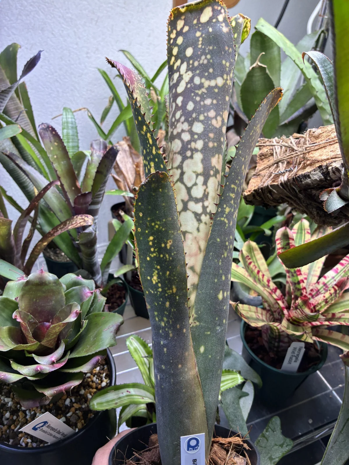 ビルベルギア メリーモナーク