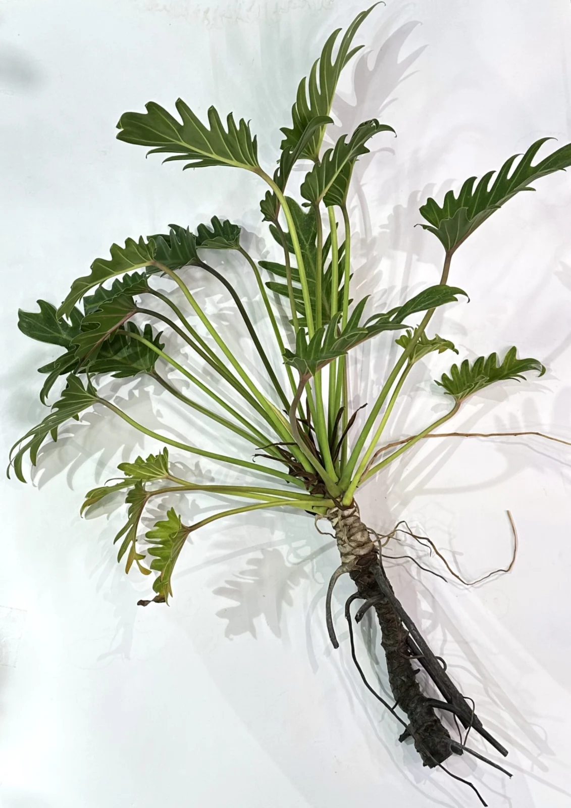 フィロデンドロン　クッカバラ