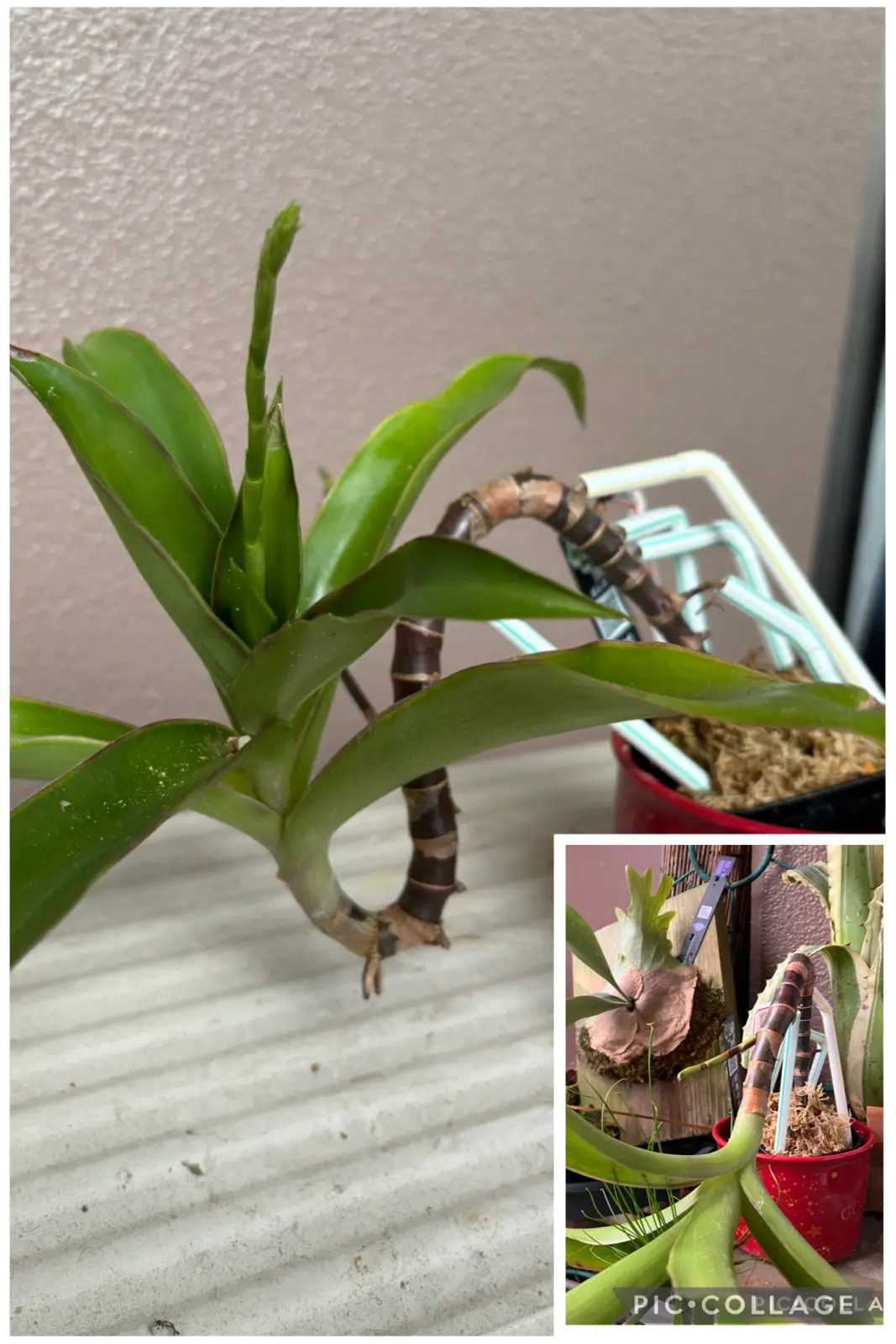 カリシアフレグランス 花芽 パルテノン仕立て