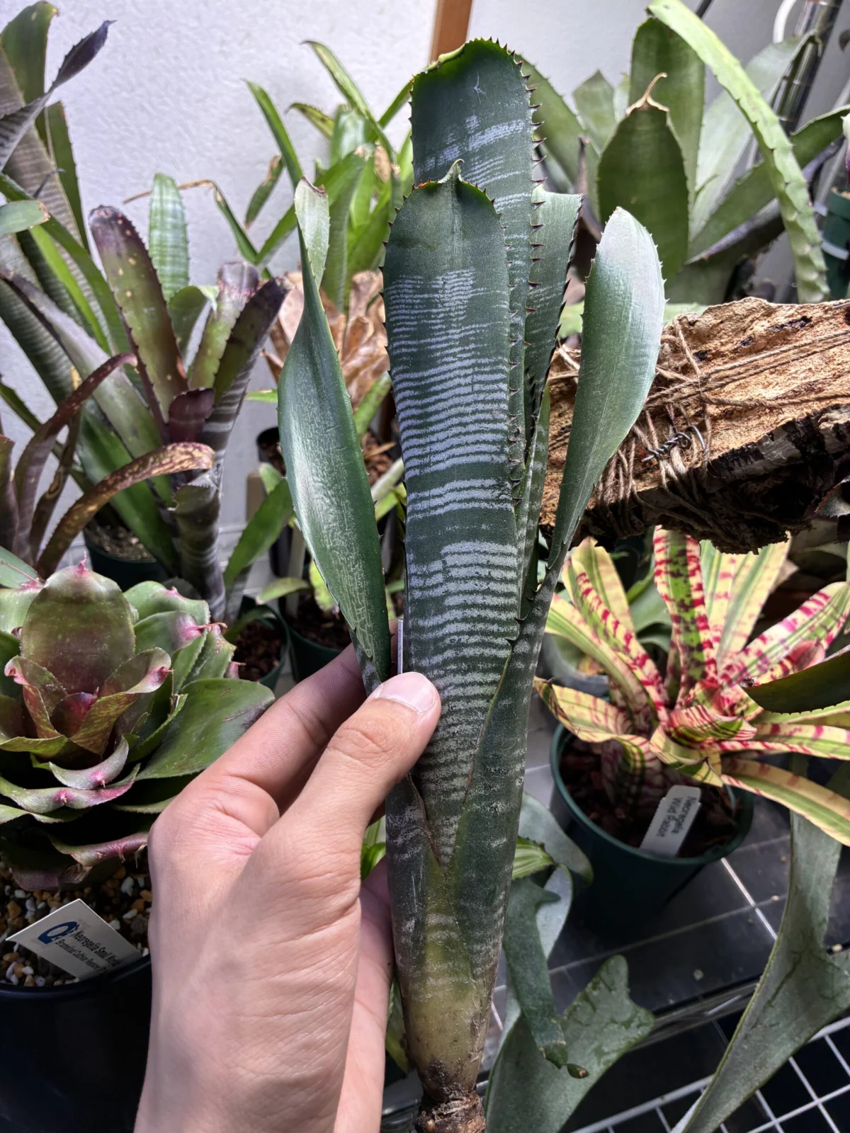 ビルベルギア ドミンゴスマルティンス