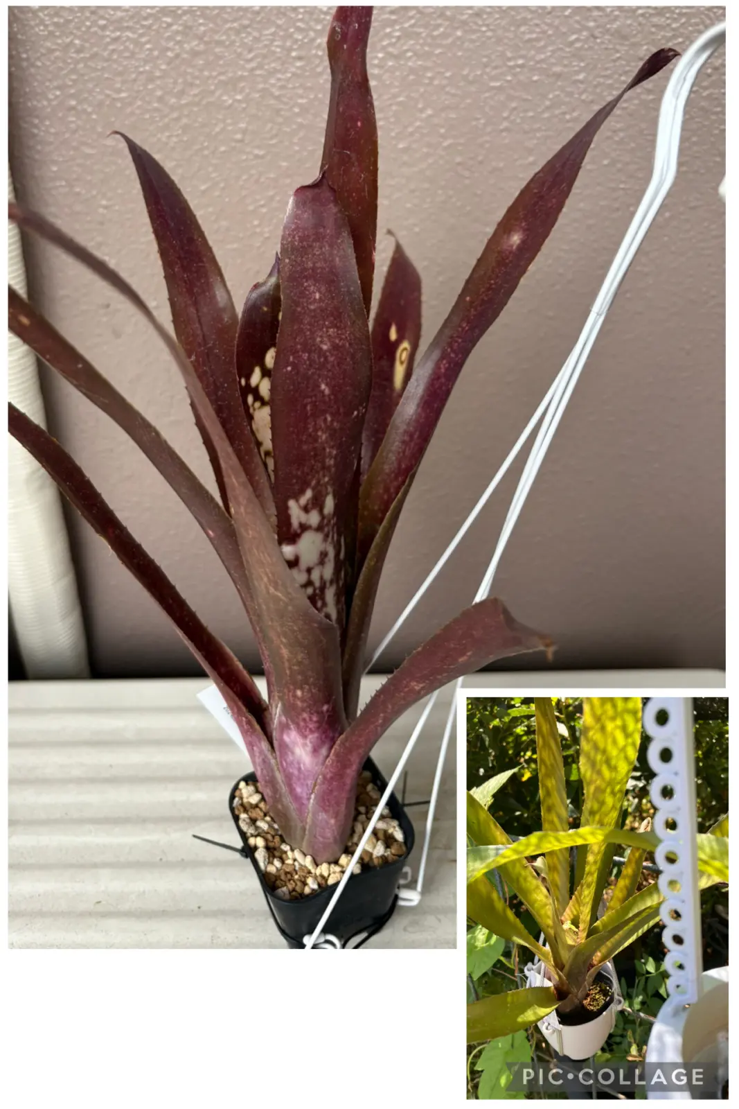 ビルベルギア ハレルヤ