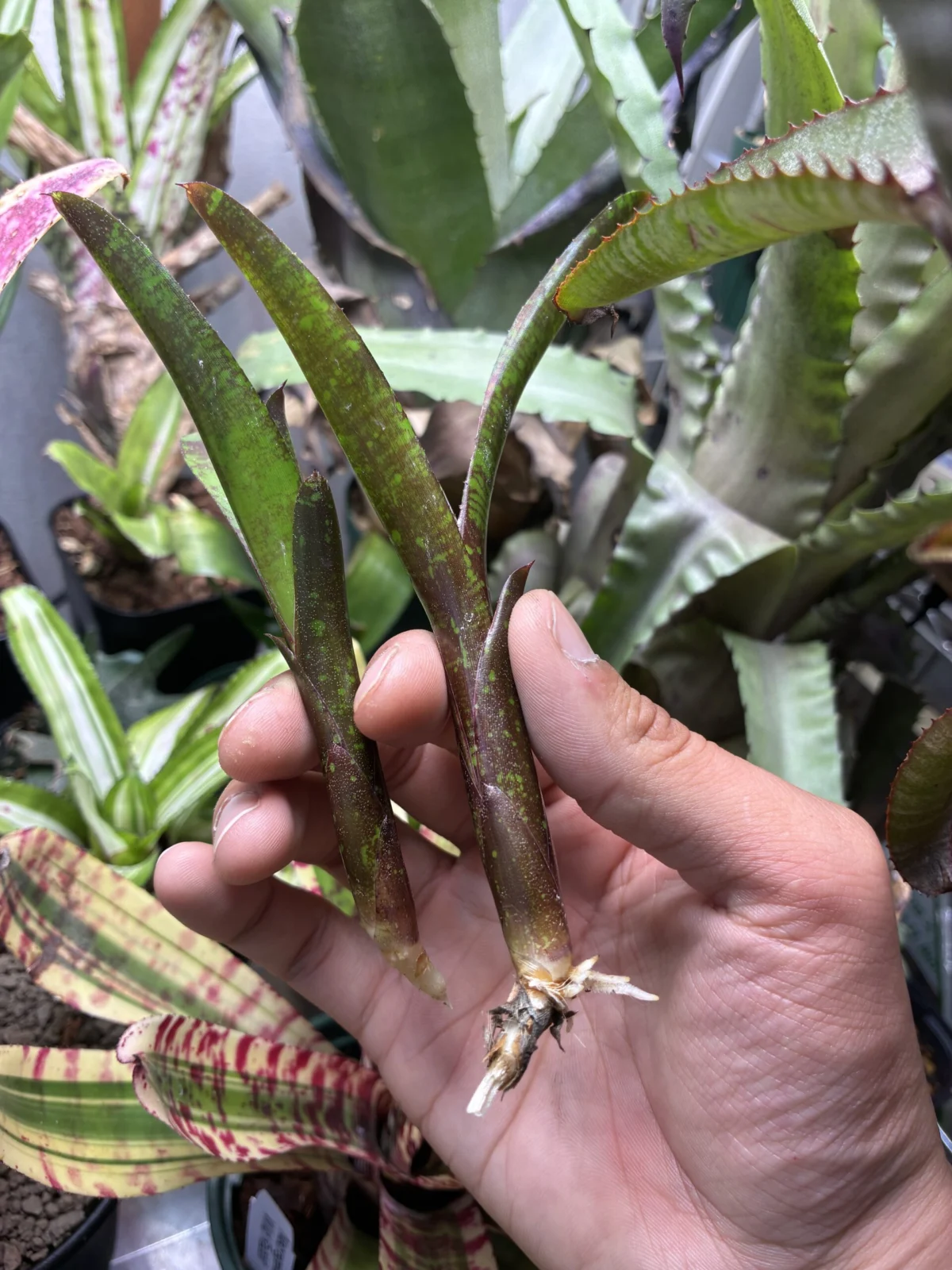 ネオレゲリア　ドゥードゥルバグ