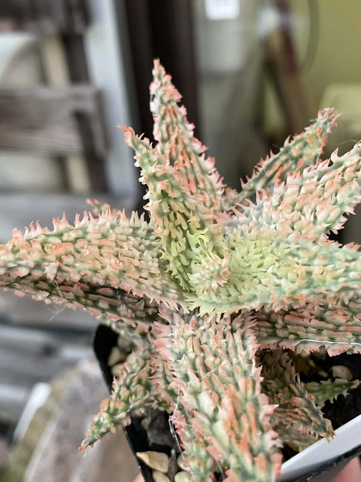 アロエ　テンプラ