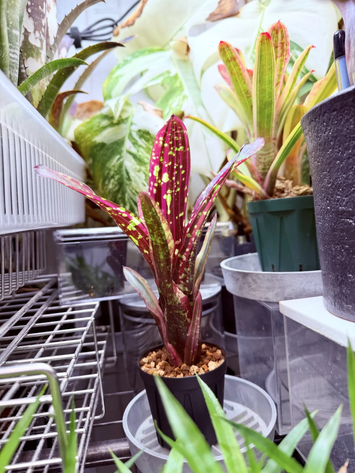 ネオレゲリア　オールウェイズカレン