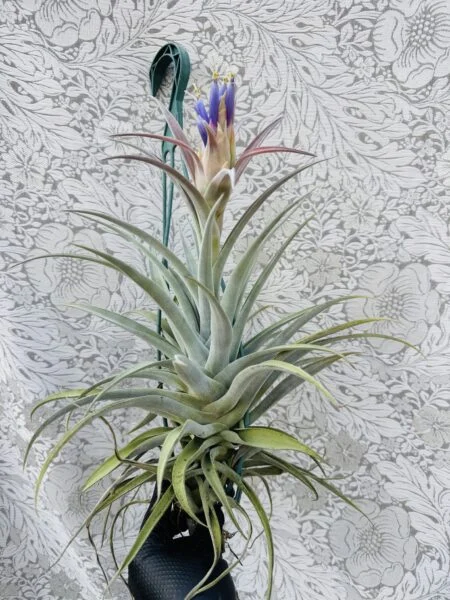 ティランジア　ホンジュレンシス風ハリシー　開花株側面
