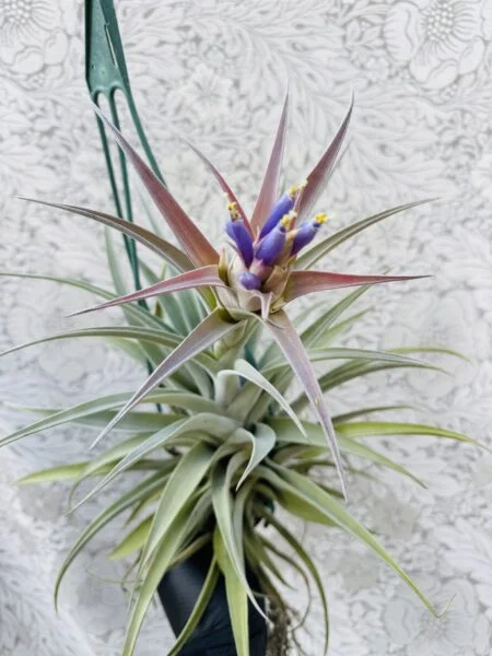 ティランジア　ホンジュレンシス風ハリシー　開花株天面