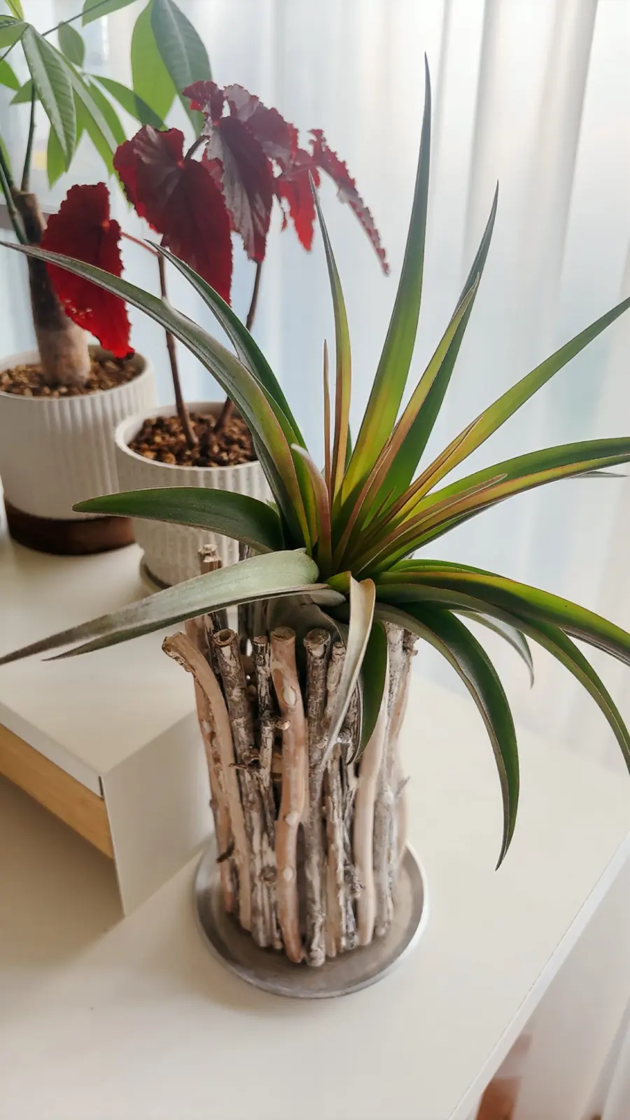 ティランジア　エリックノブロック