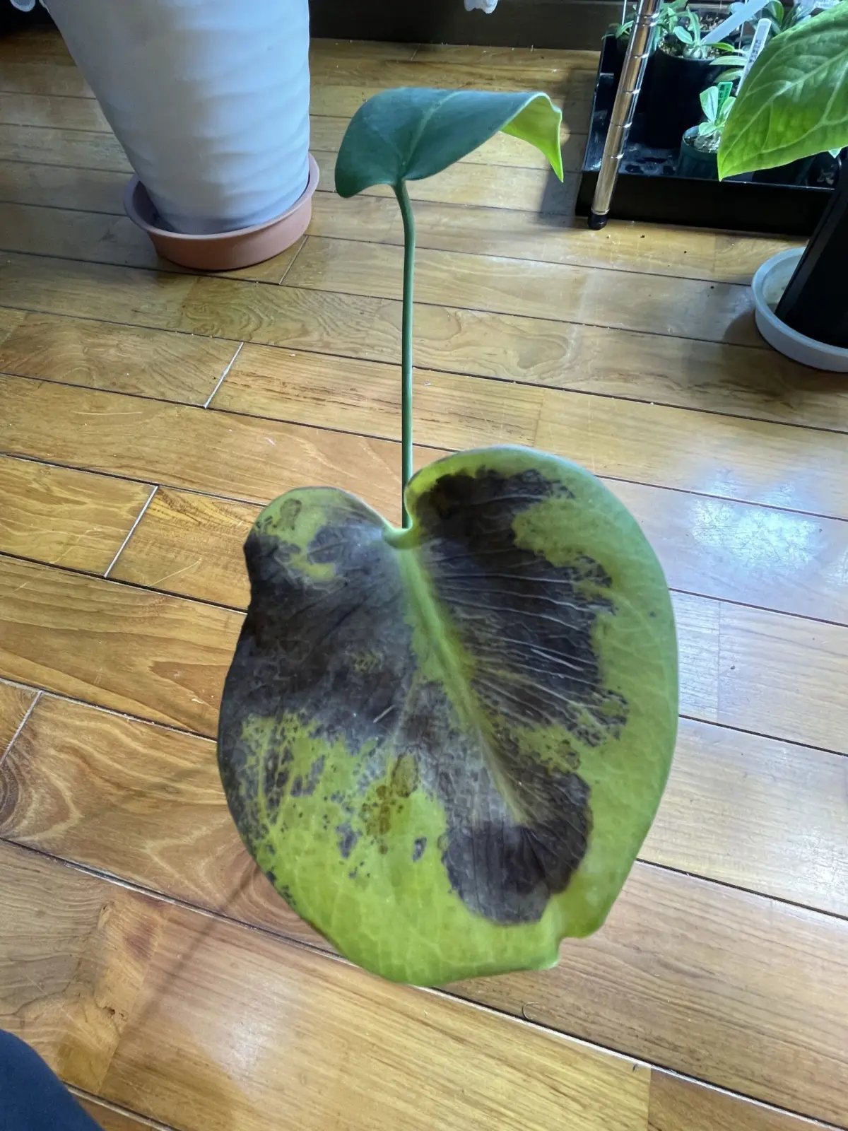 モンステラ 薬害