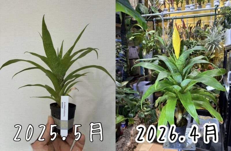 ゴウダエア　オスピナエ