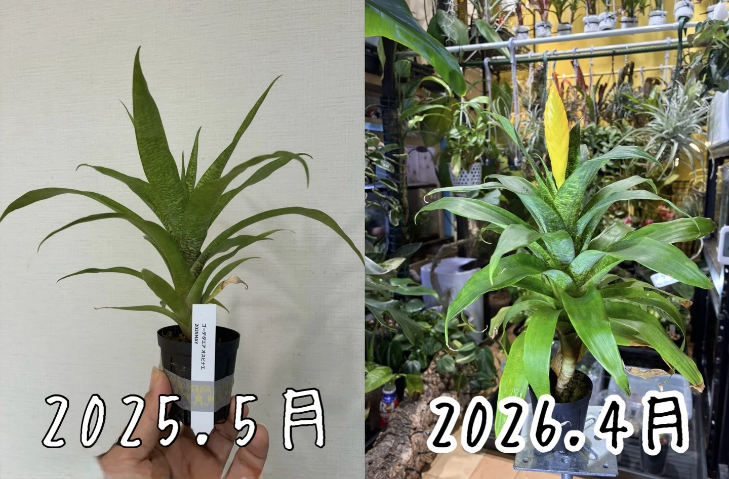 ゴウダエア　オスピナエ