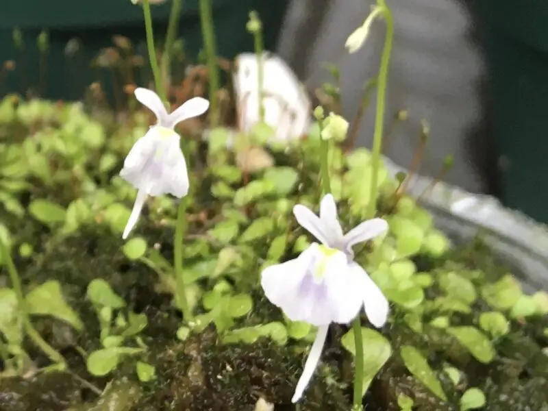 食虫植物　ウトリクラリア　サンダーソニー　ウサギゴケ　奇形