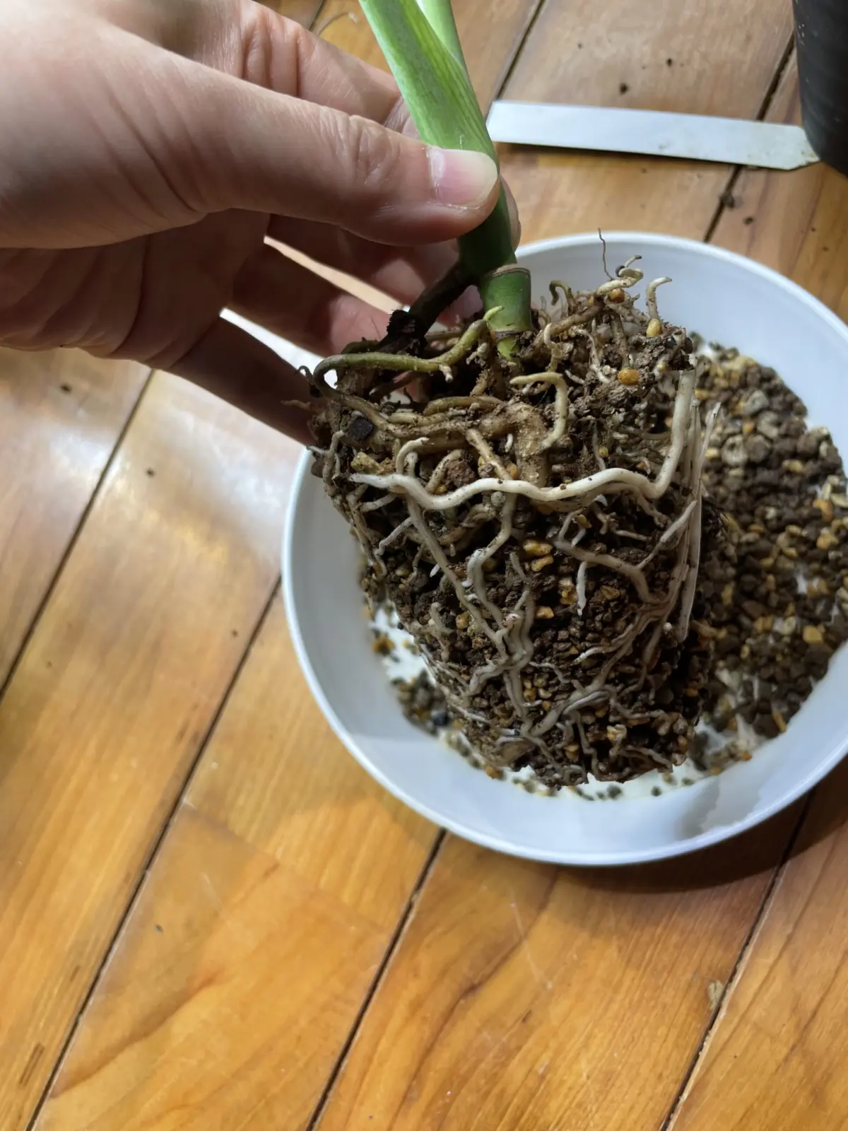 モンステラ 変な枯れ方の根