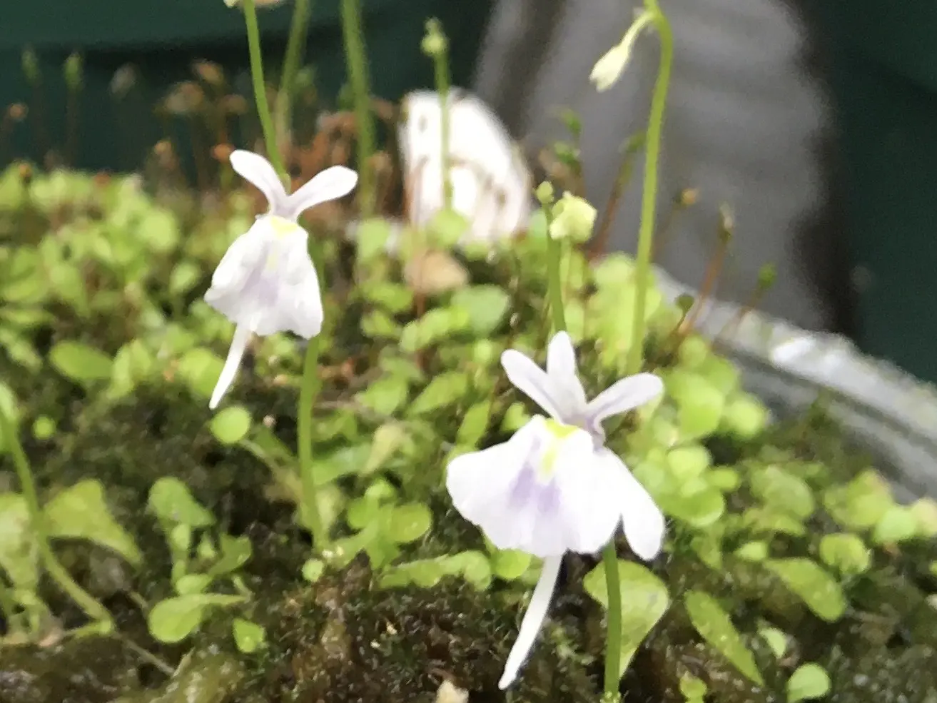 食虫植物　ウトリクラリア　サンダーソニー　ウサギゴケ　奇形