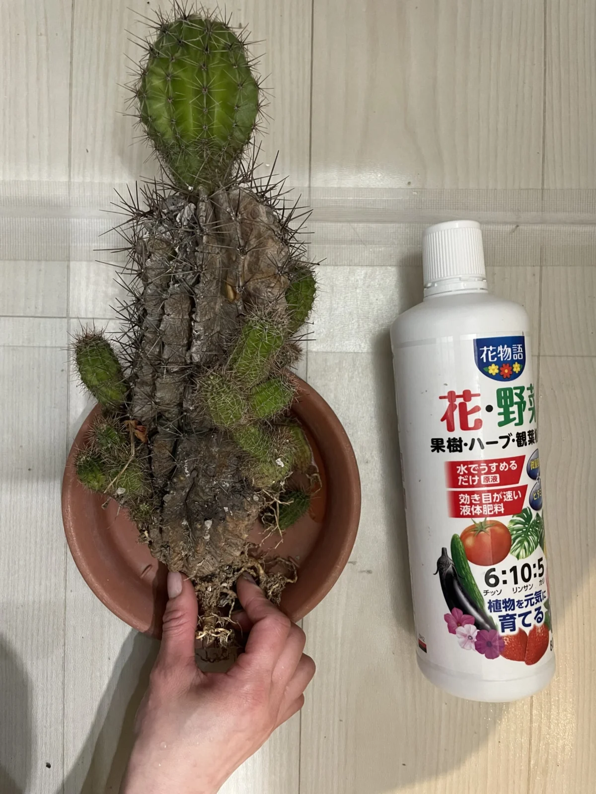 サボテン