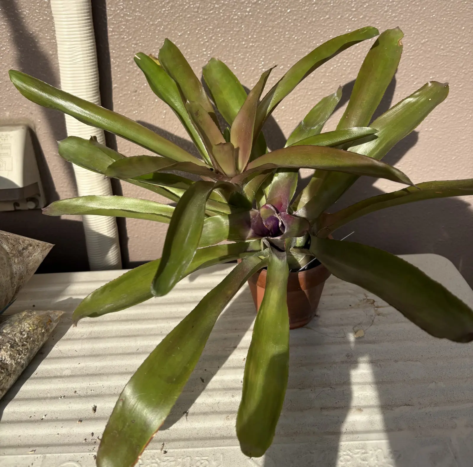 ネオレゲリア グラナダ 子株