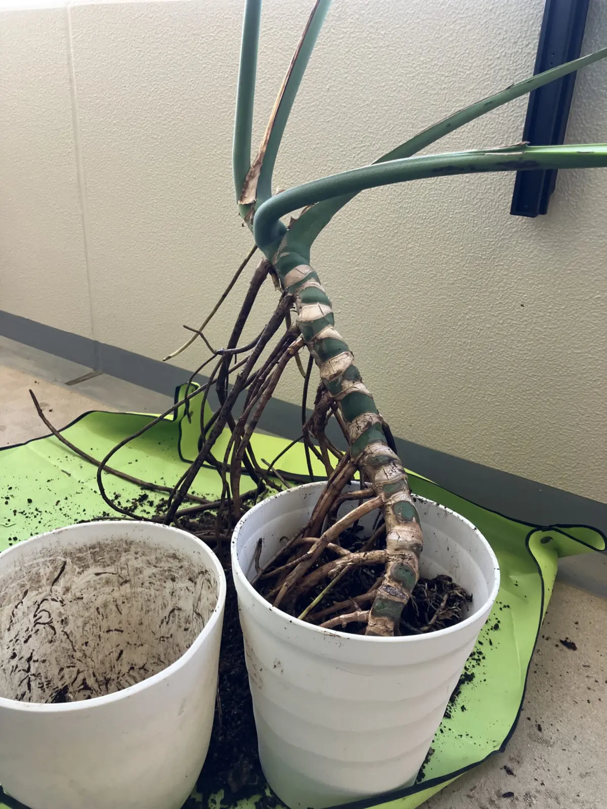 モンステラ　デリシオーサ　今度は鉢が小さ過ぎる件