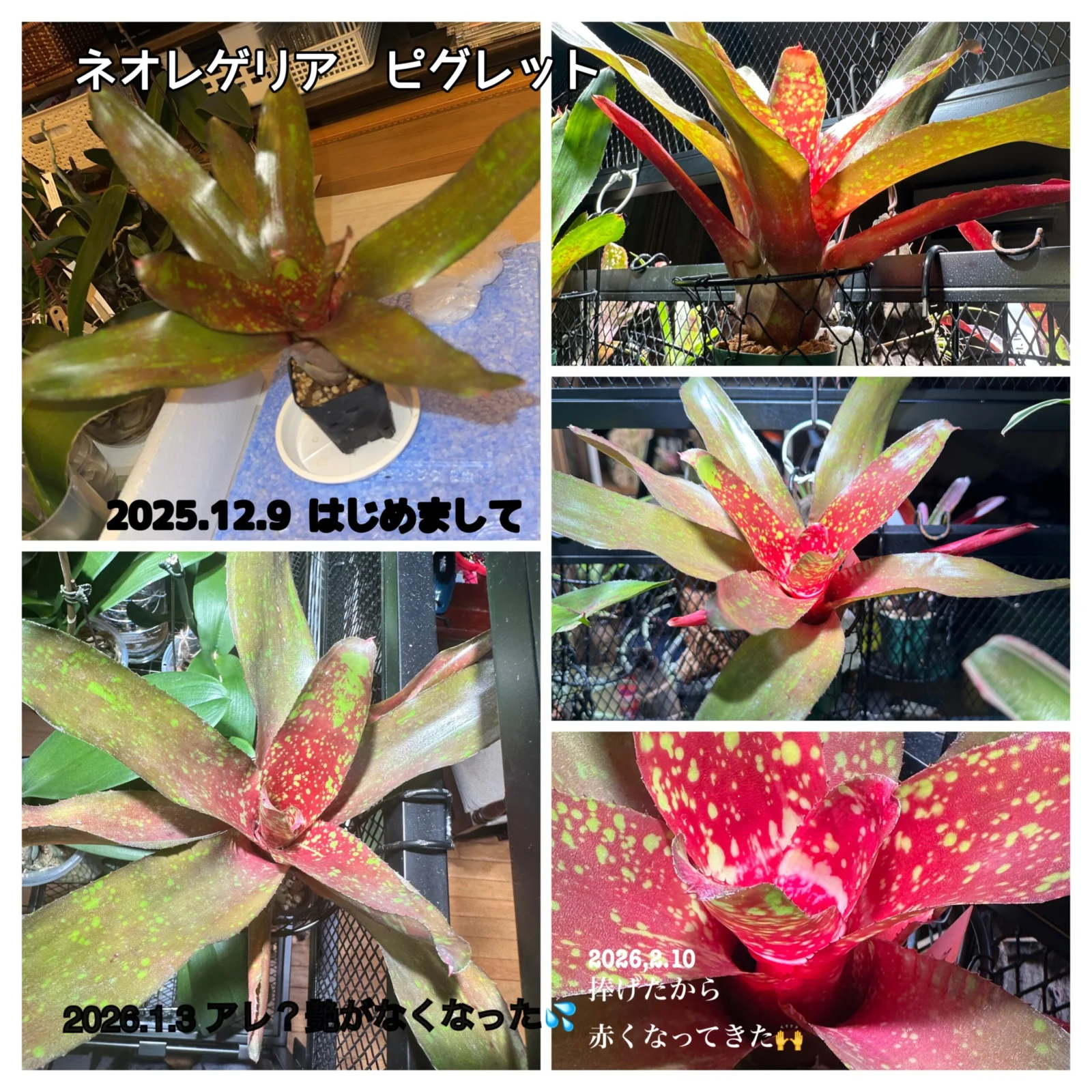 ネオレゲリア ピグレット