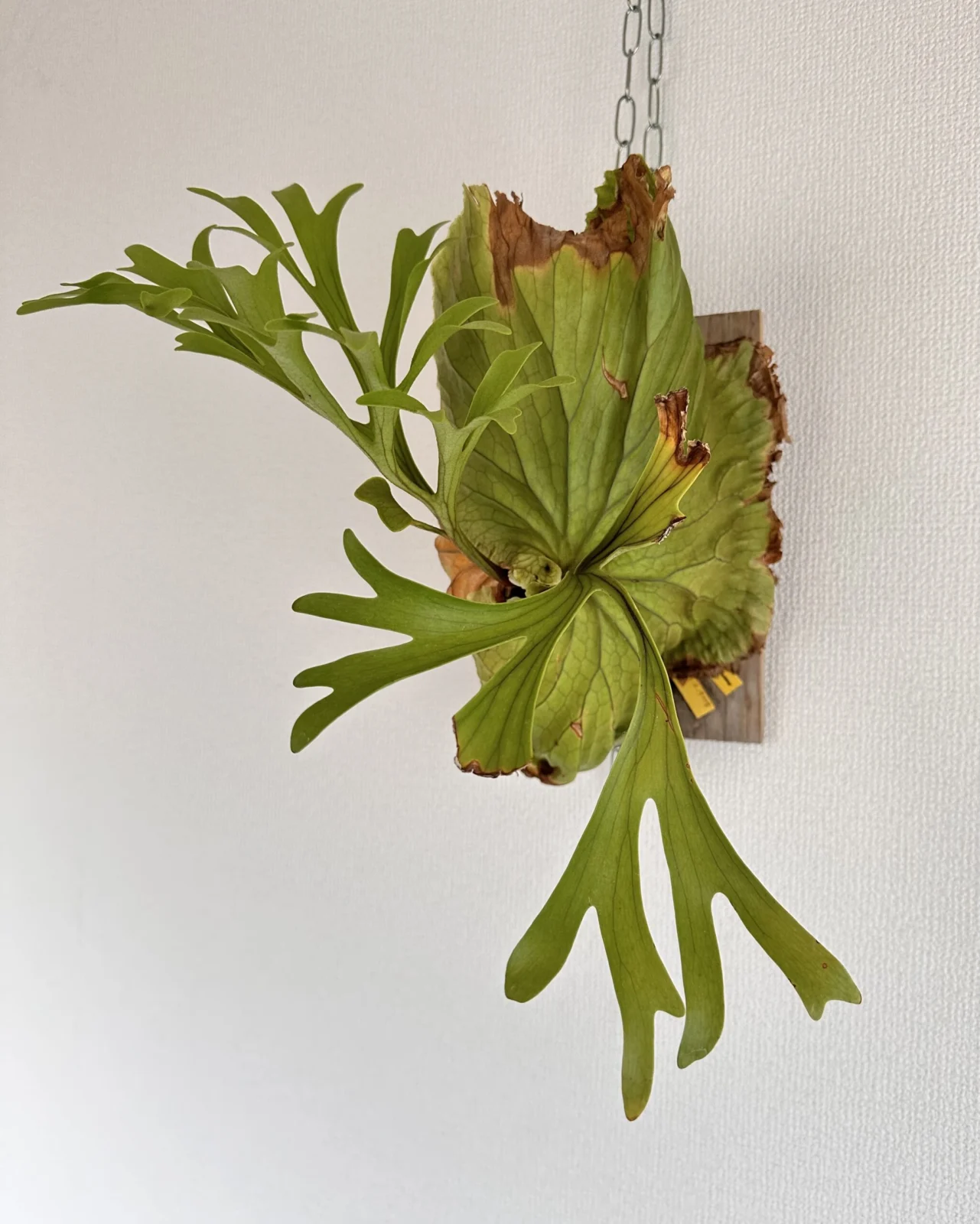 ビカクシダ　キッチャクード