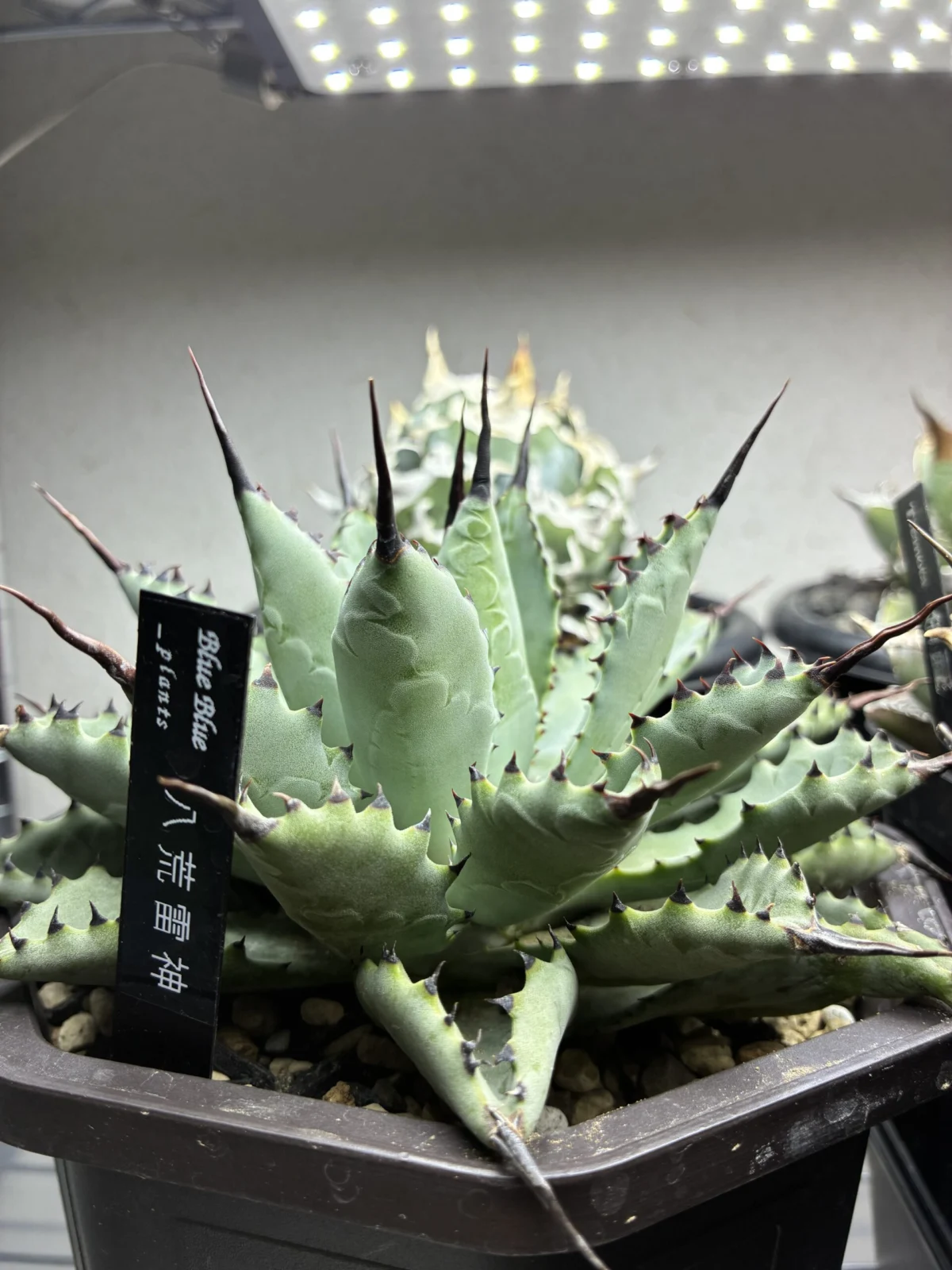 アガべ　八荒雷神