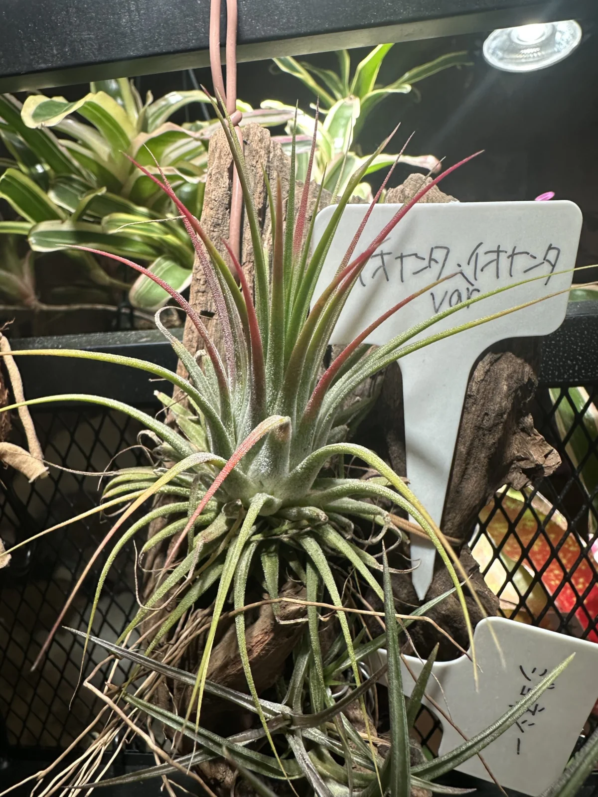 イオナンタ　var イオナンタ　