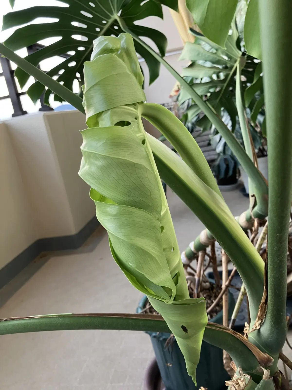 モンステラ　デリシオーサ　今にも開きそうなドリル