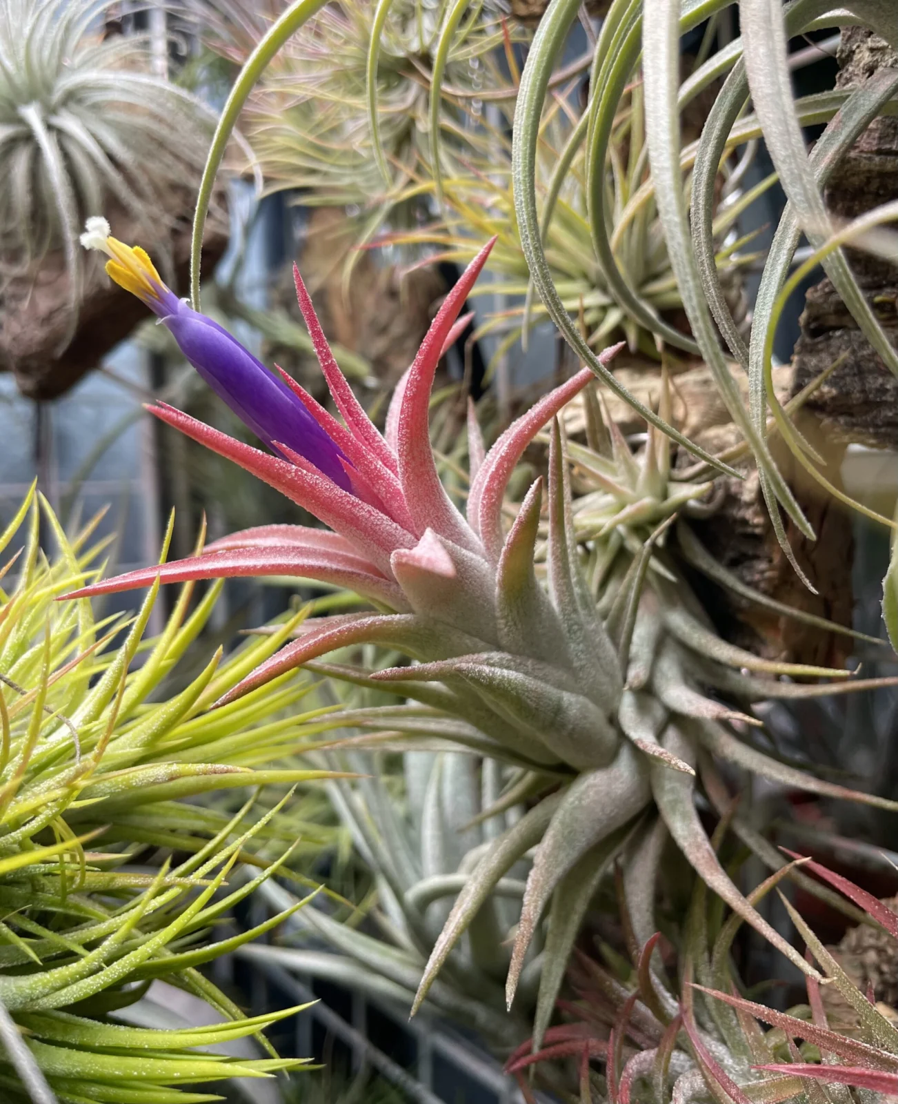 ティランジア　イオナンタ　バンハイニンギー